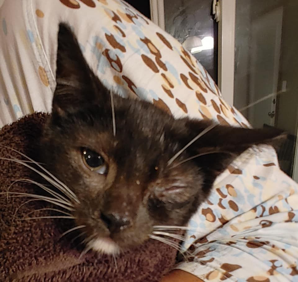 About the Risen From the Ashes - Save A Life campaign on Bonfire 3