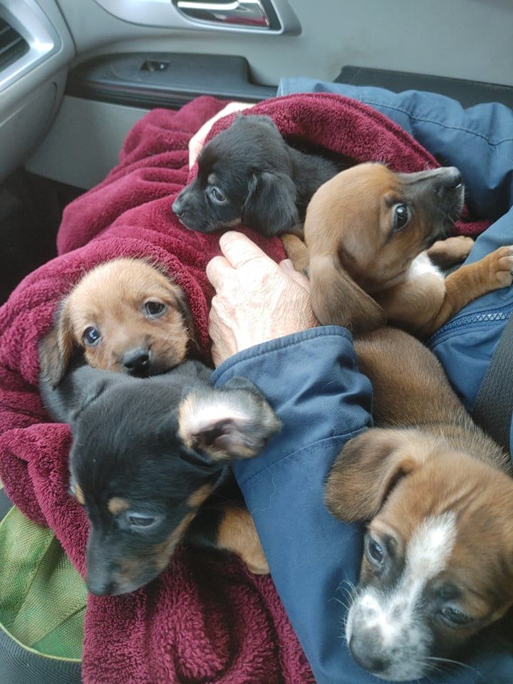 About the Risen From the Ashes - Save A Life campaign on Bonfire 2