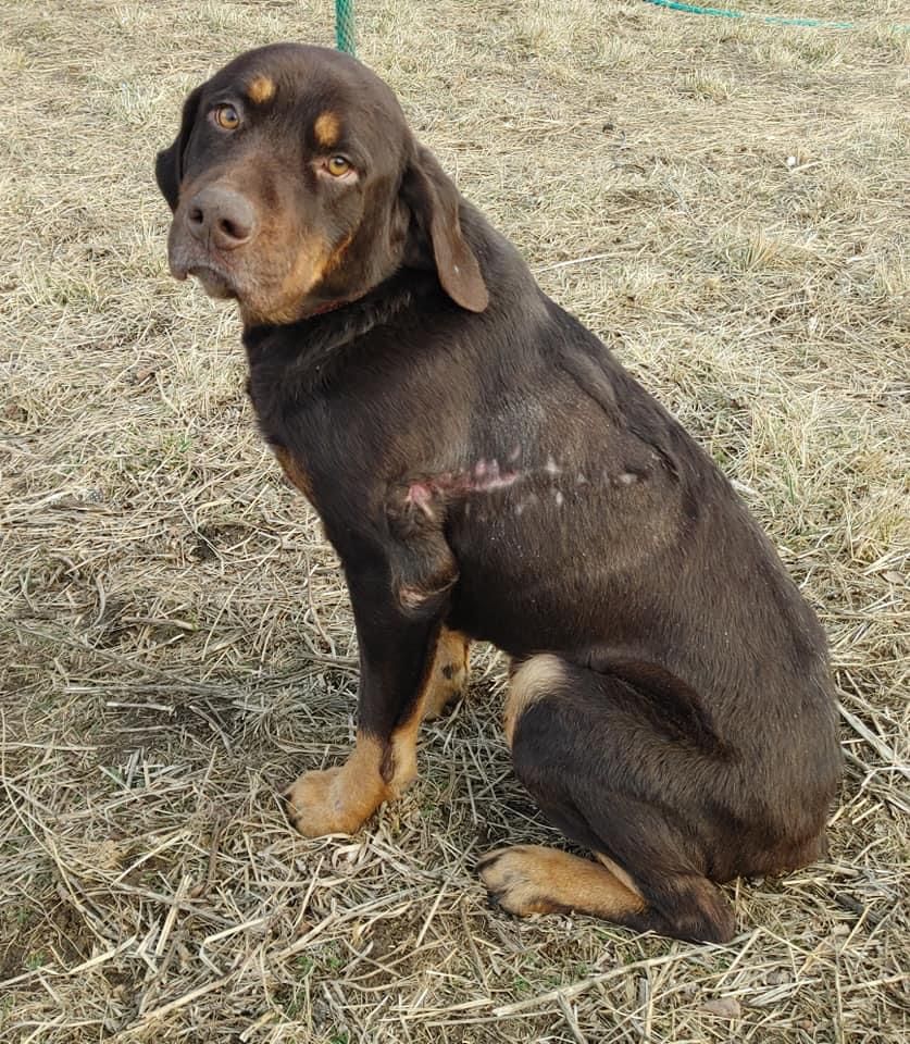 About the Risen From the Ashes - Save A Life campaign on Bonfire 5