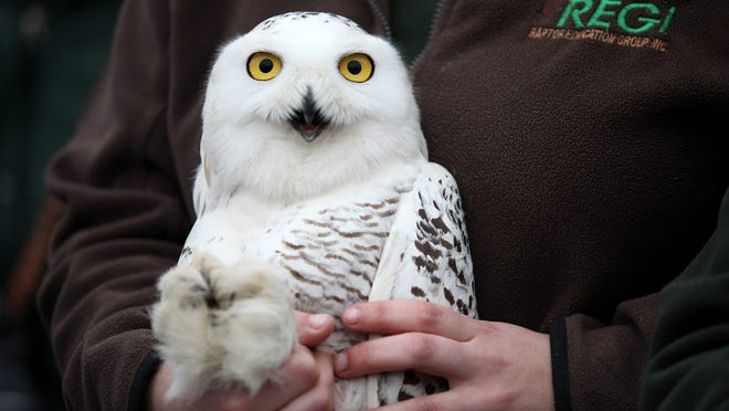 About the REGI Snowy Owl (January) campaign on Bonfire 2