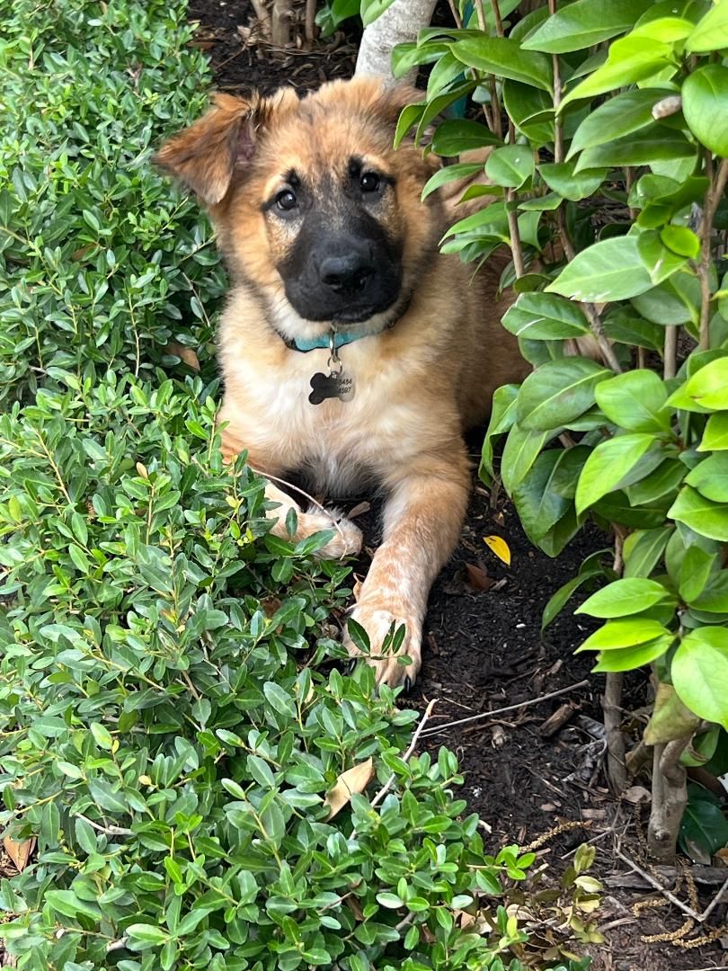 About the You can't buy love but you can rescue it campaign on Bonfire 2