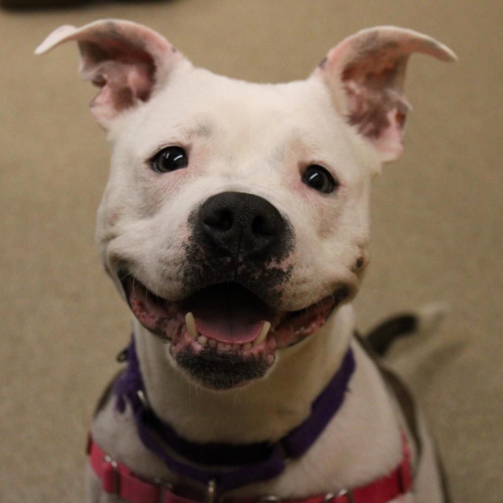 About the CCHS Logo Mug campaign on Bonfire 2