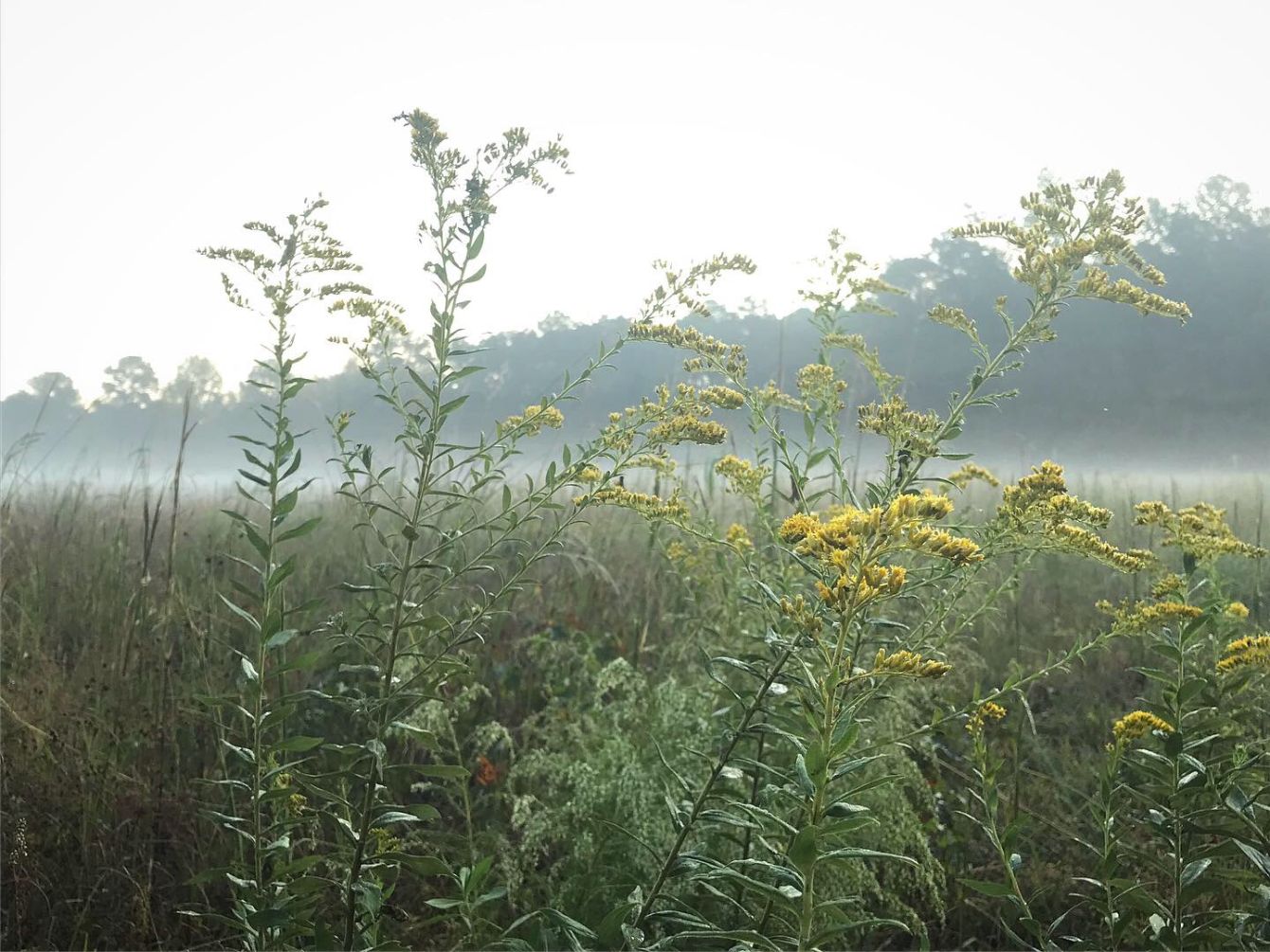 About the Pollinator Paradise Shirts campaign on Bonfire 5