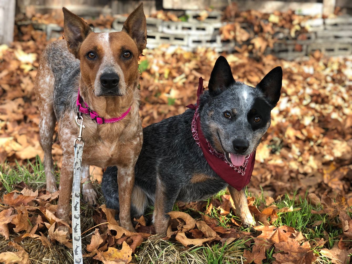 About the Coffee Mugs campaign on Bonfire 2