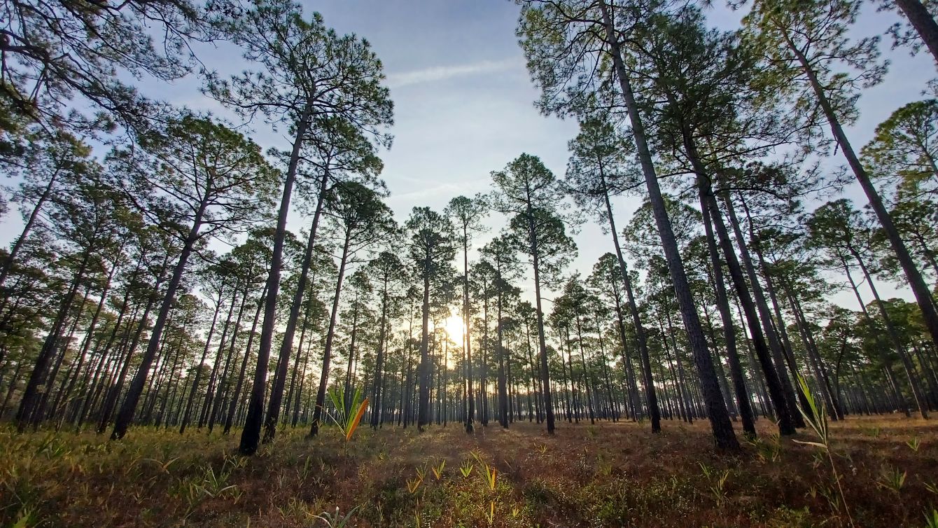 About the FLOB Flytrap Festival 2026 campaign on Bonfire 1