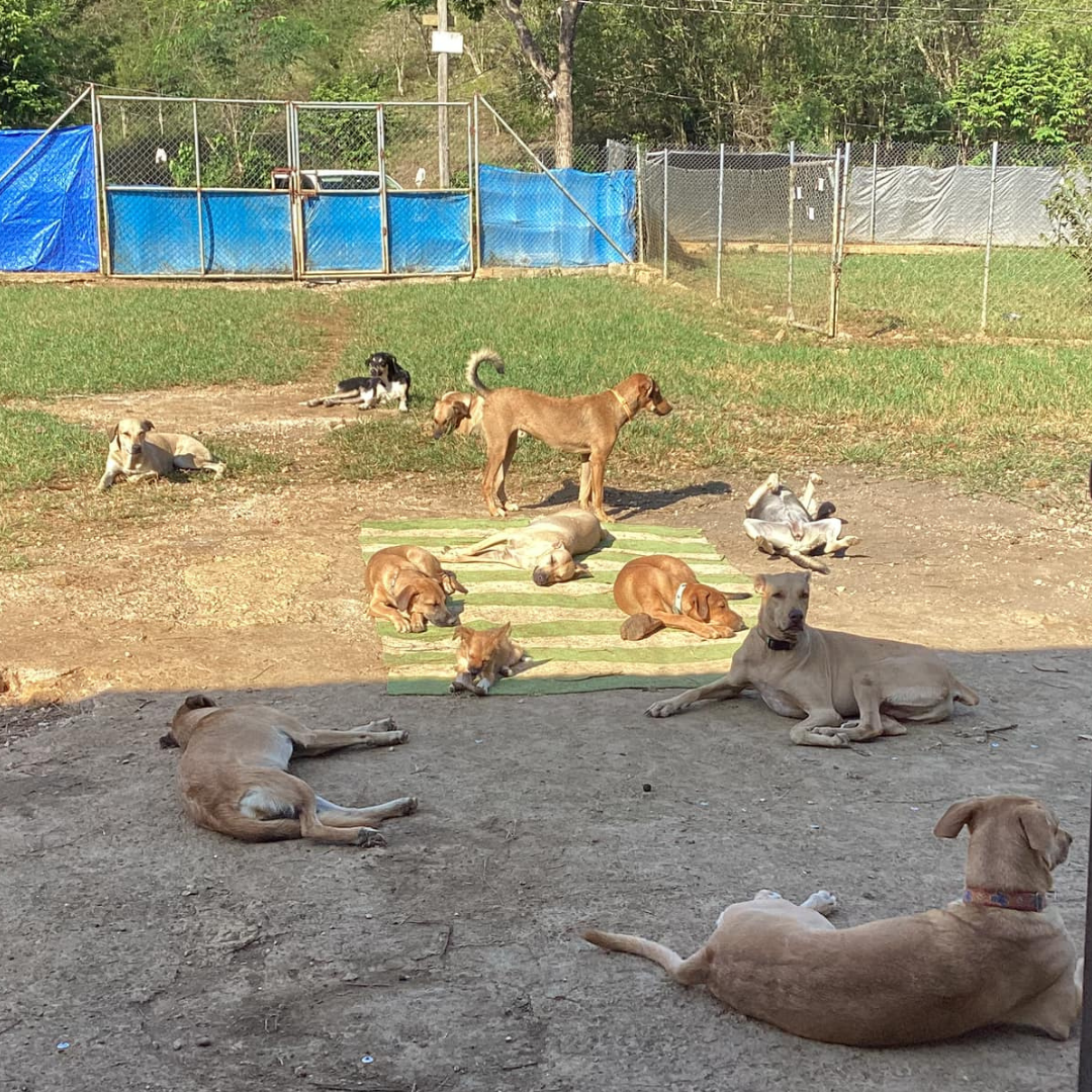 About the One Love. One Paw campaign on Bonfire 2