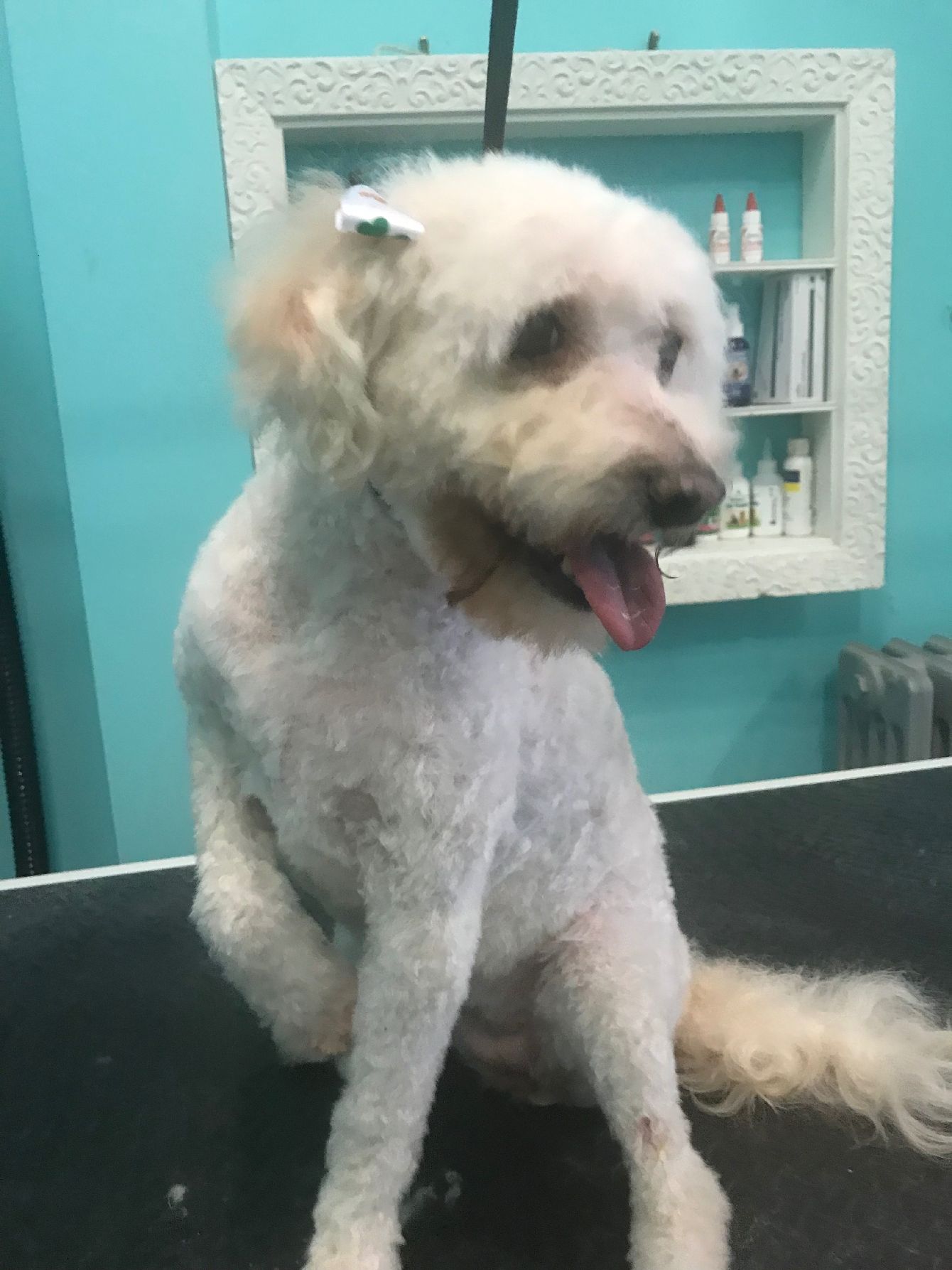 About the "Never Walk Alone" Rescue Dog Fundraiser campaign on Bonfire 4