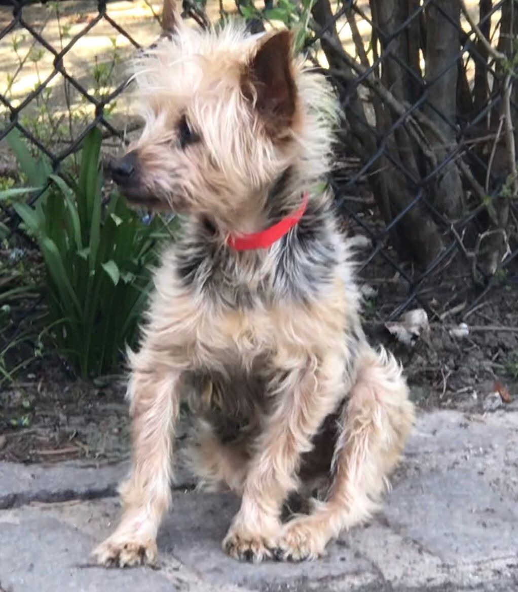 About the "Never Walk Alone" Rescue Dog Fundraiser campaign on Bonfire 8