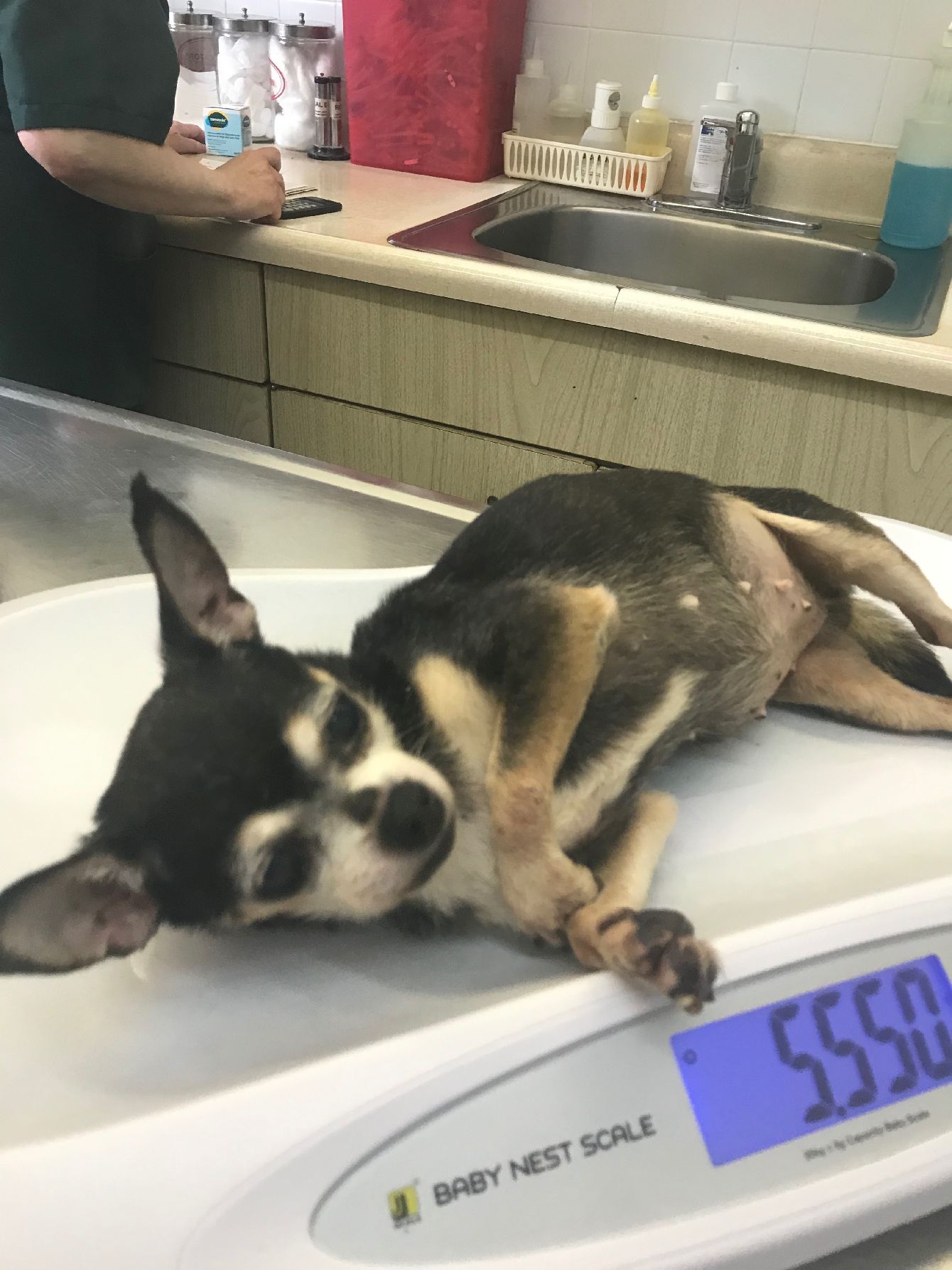 About the "Never Walk Alone" Rescue Dog Fundraiser campaign on Bonfire 10