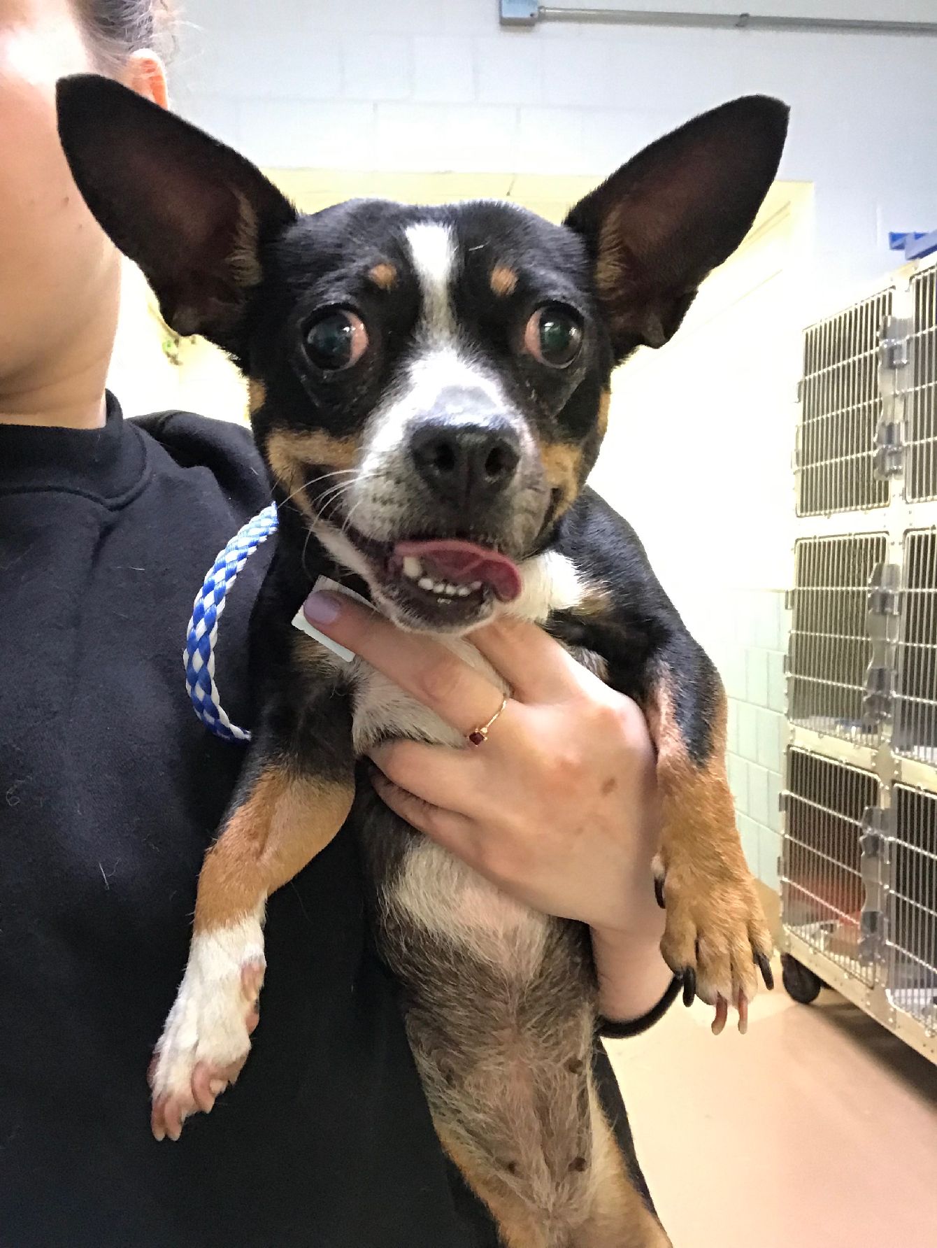 About the "Never Walk Alone" Rescue Dog Fundraiser campaign on Bonfire 2