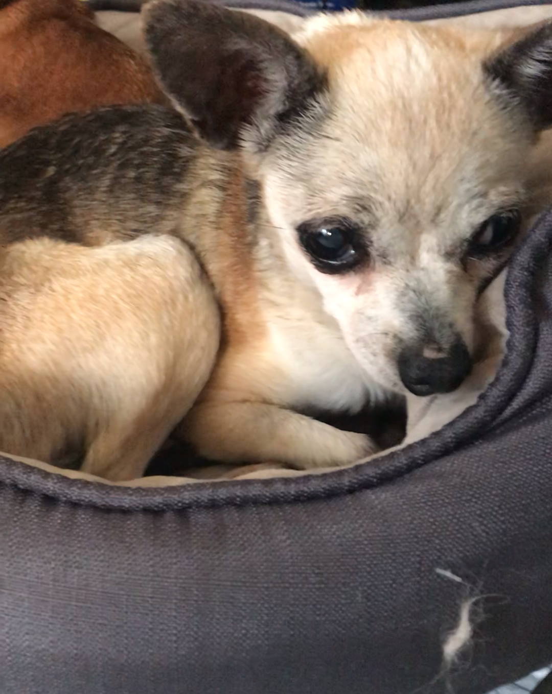 About the "Never Walk Alone" Rescue Dog Fundraiser campaign on Bonfire 6