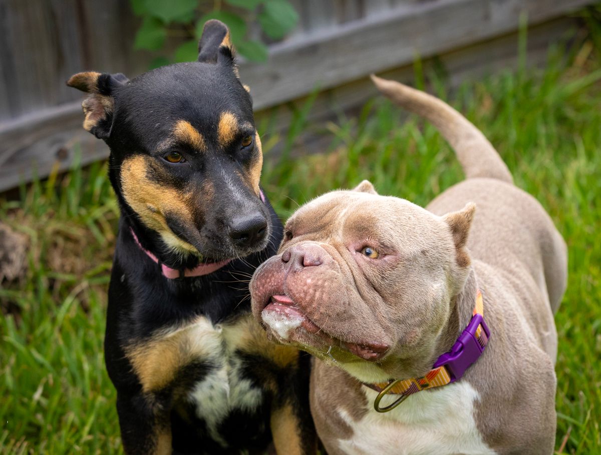 About the Caffeinated Canine Rescue campaign on Bonfire 1