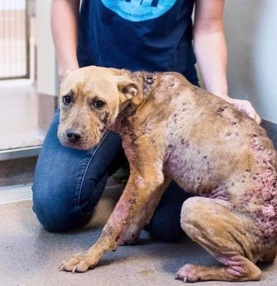 About the RDR NYC Skyline Tees campaign on Bonfire 2