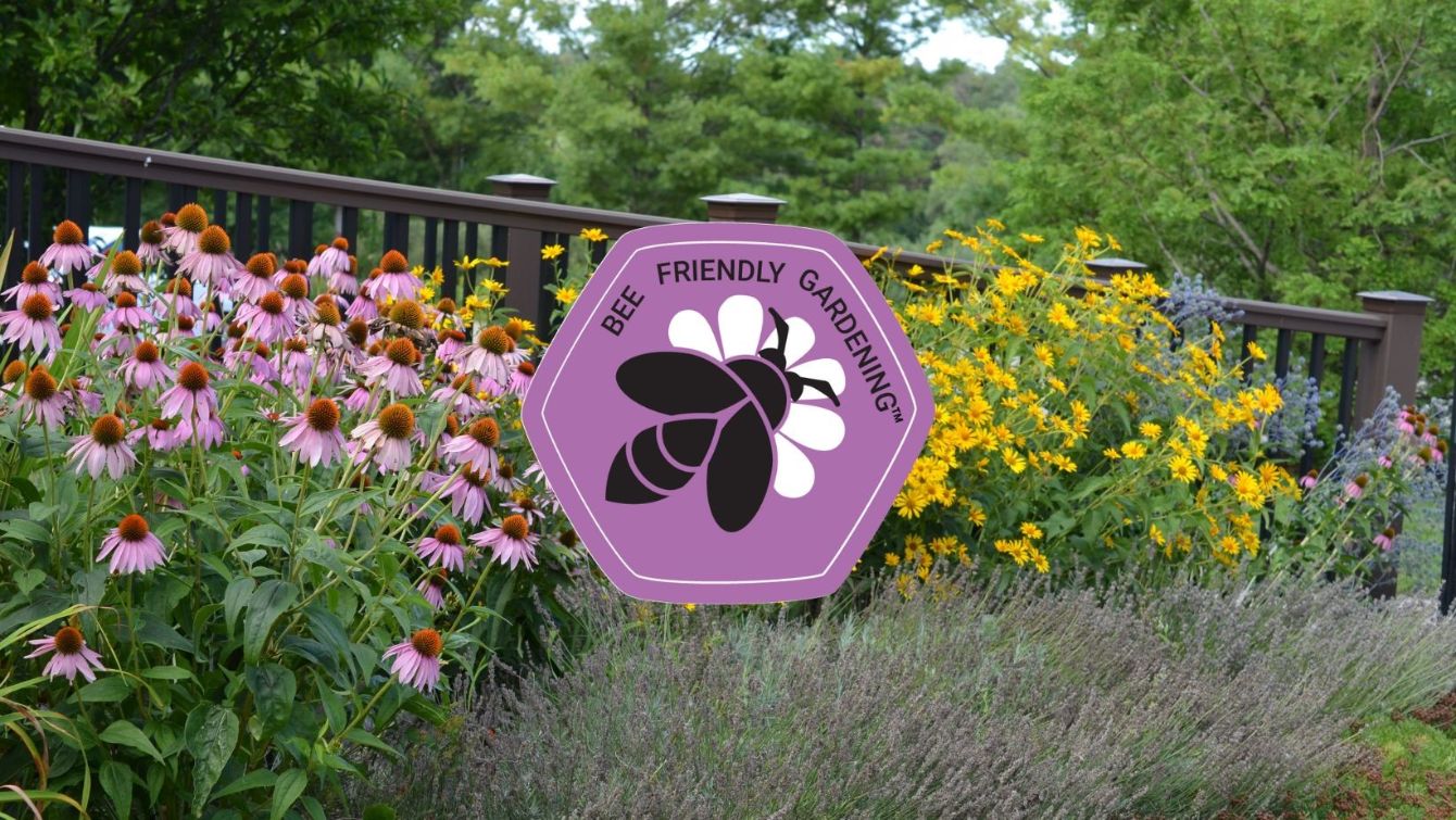 About the Bee Friendly Gardening campaign on Bonfire 2