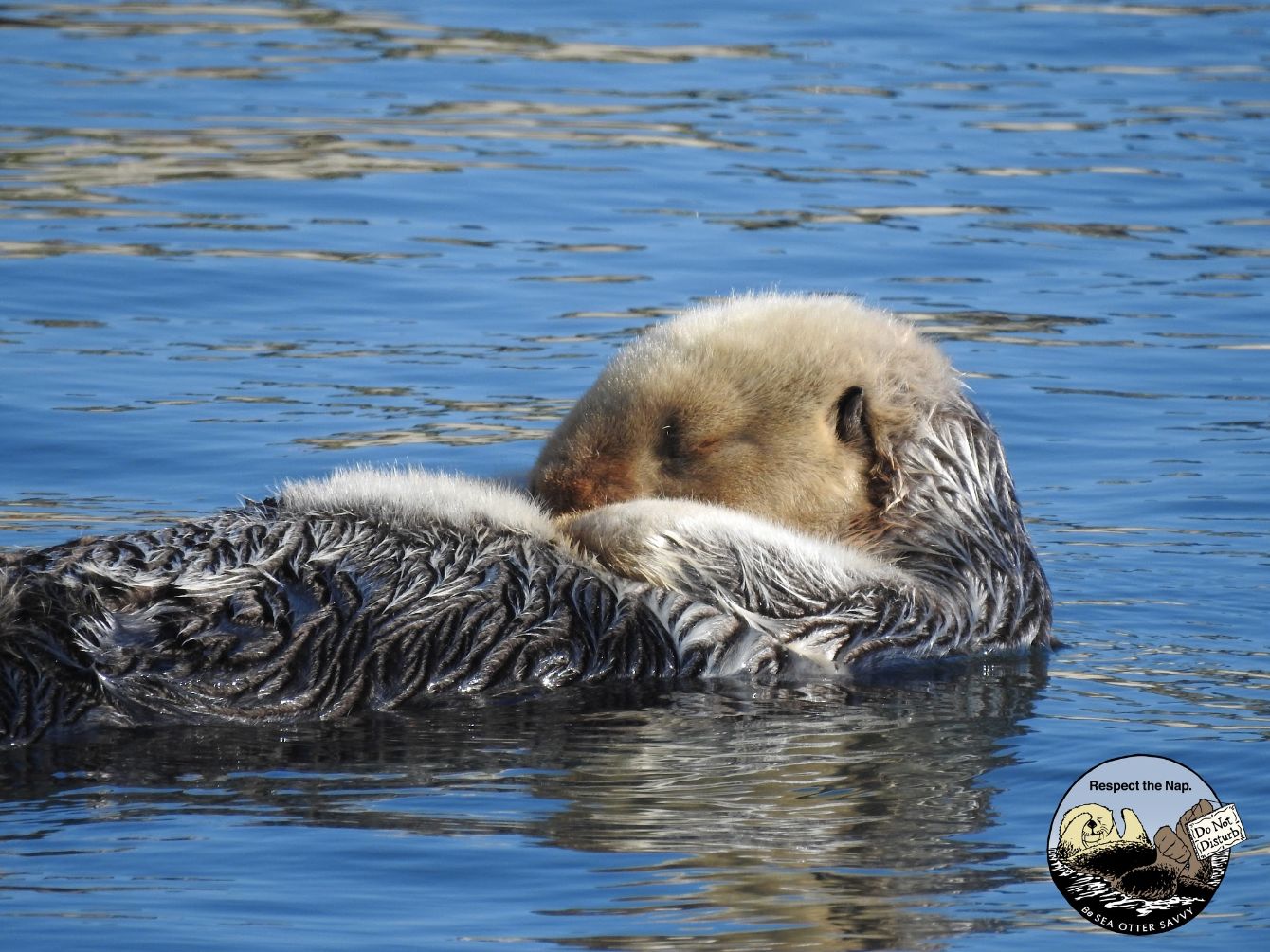 About the  campaign on Bonfire 2