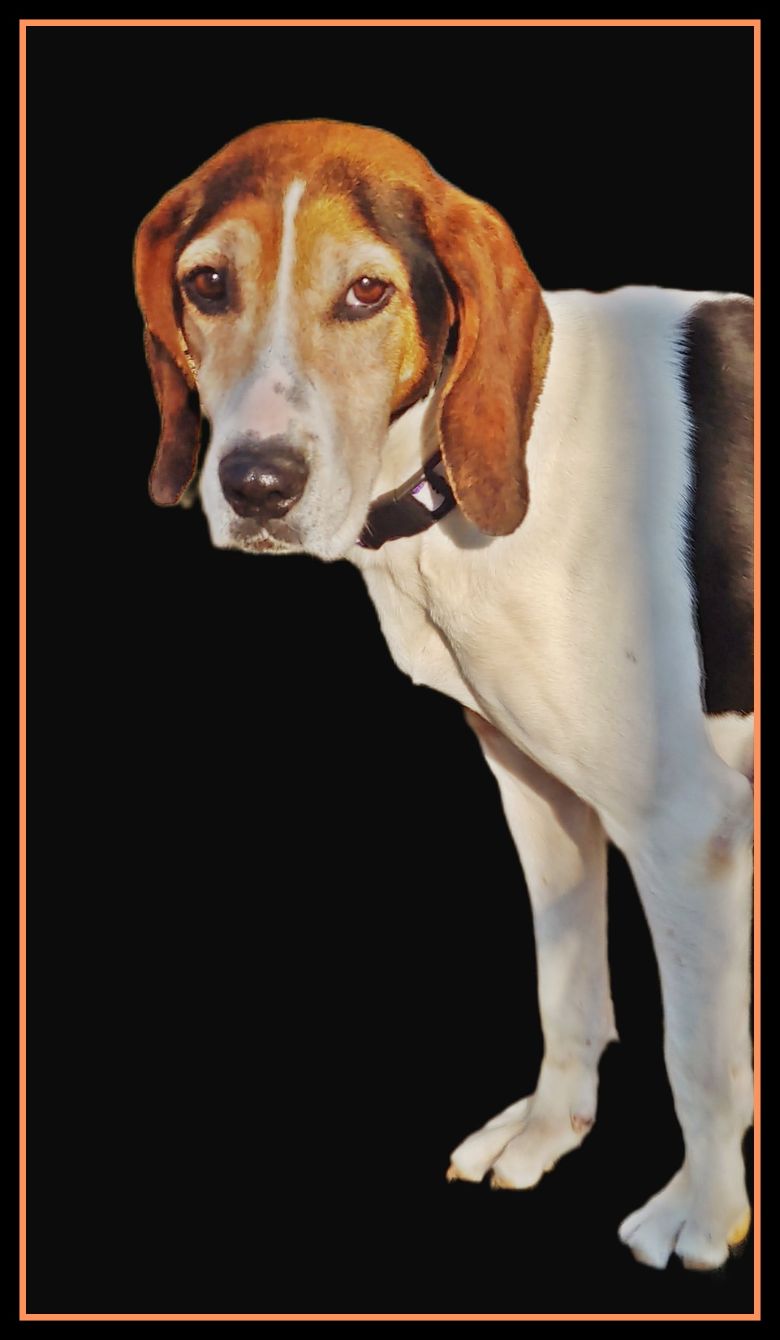 About the Hounds Make Every Day Brighter campaign on Bonfire 2