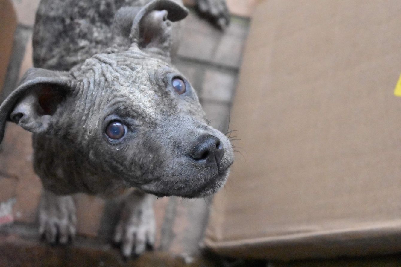 Dallas DogRRR Team Perkins Bonfire