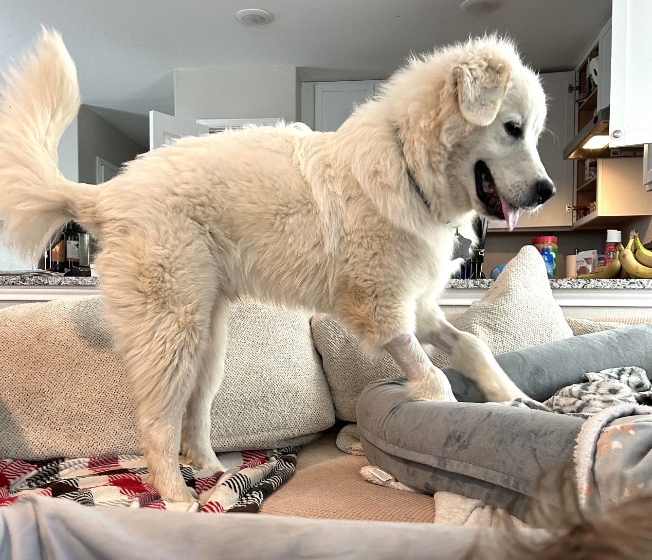 About the TGPR St Pat's Fundraiser campaign on Bonfire 4