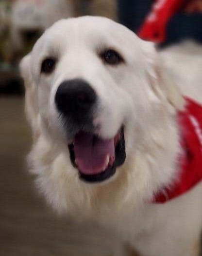 About the TGPR St Pat's Fundraiser campaign on Bonfire 5