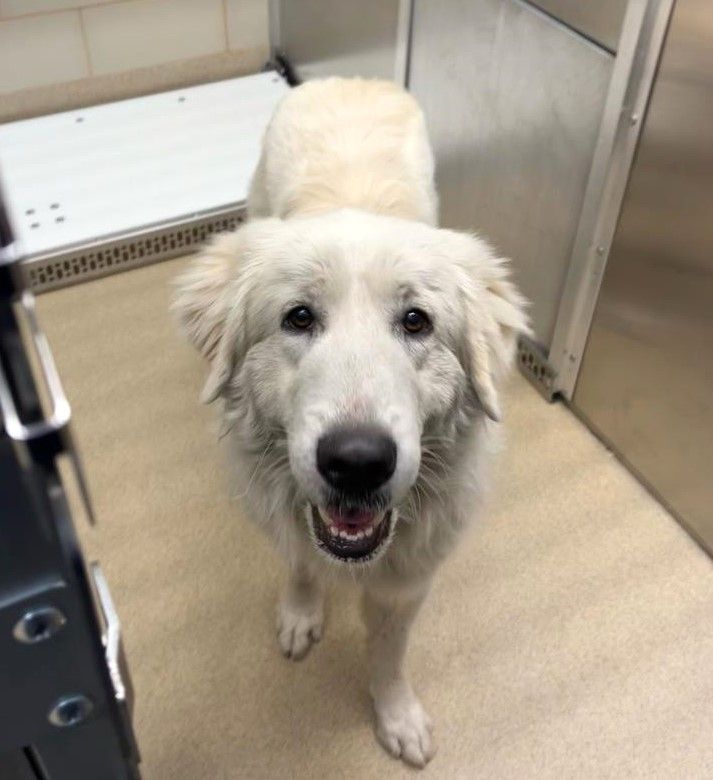 About the TGPR St Pat's Fundraiser campaign on Bonfire 3