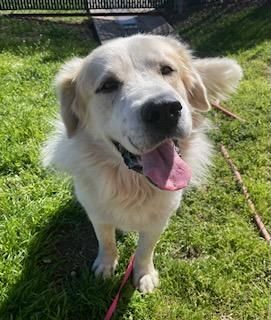 About the TGPR St Pat's Fundraiser campaign on Bonfire 2