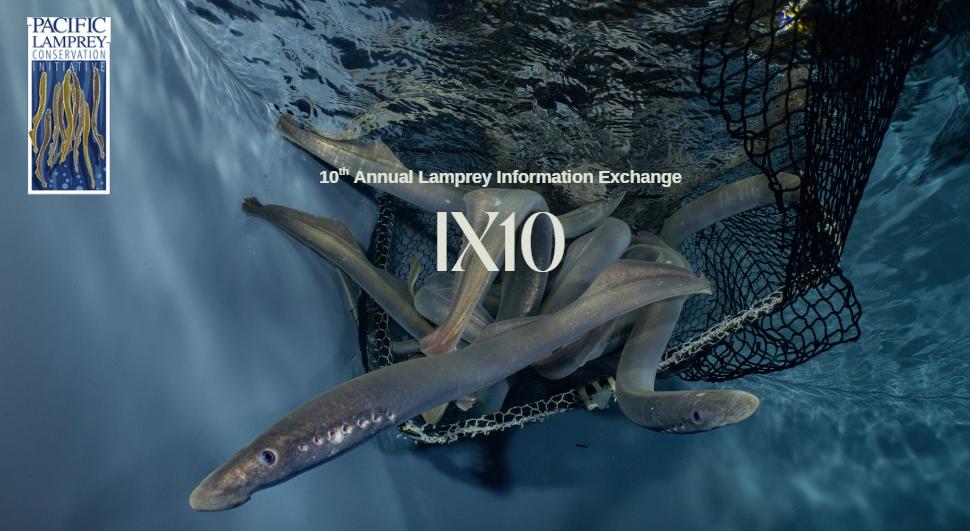 About the PLCI IX10 Nature campaign on Bonfire 2