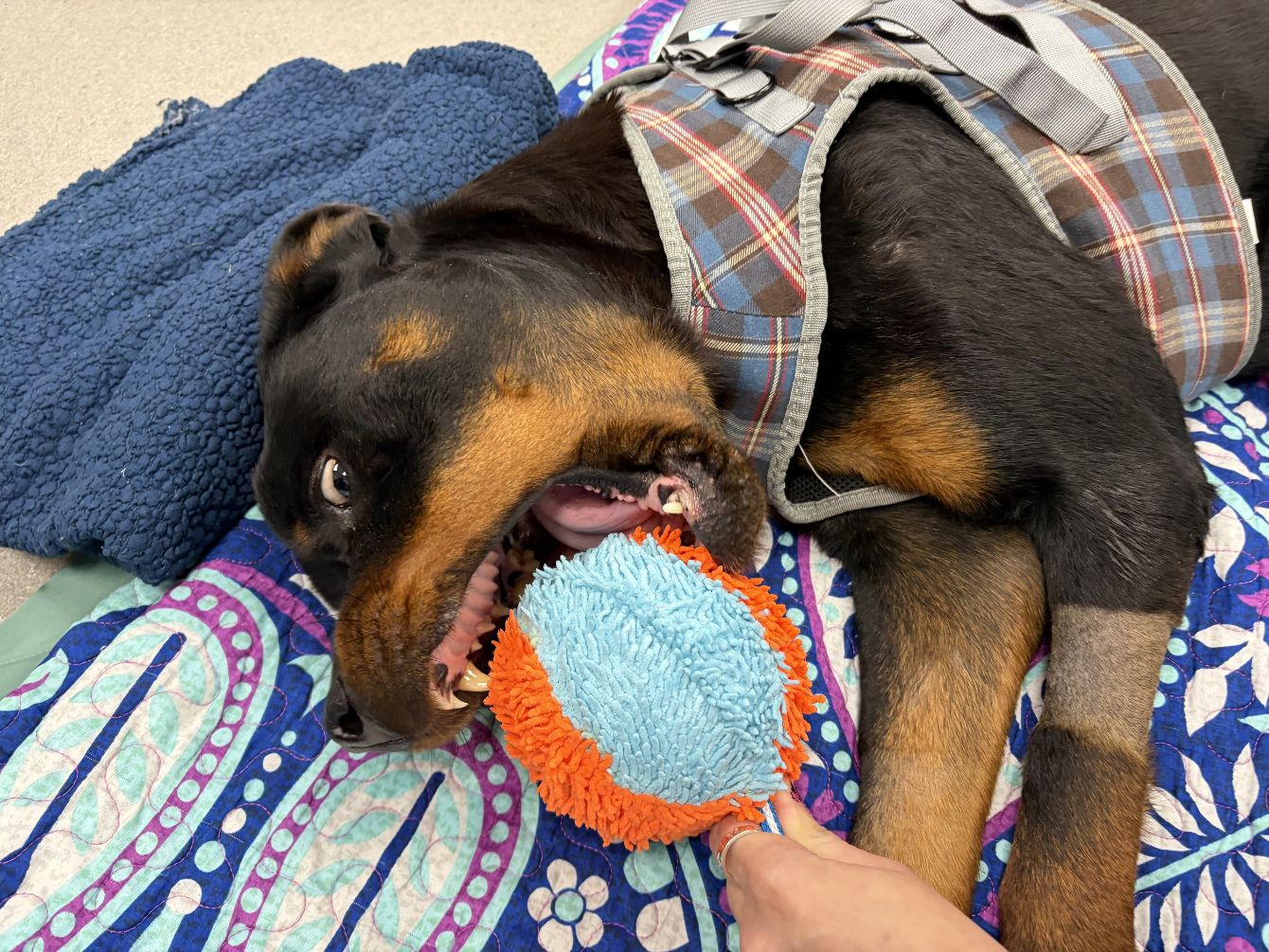 About the Team Brody campaign on Bonfire 2