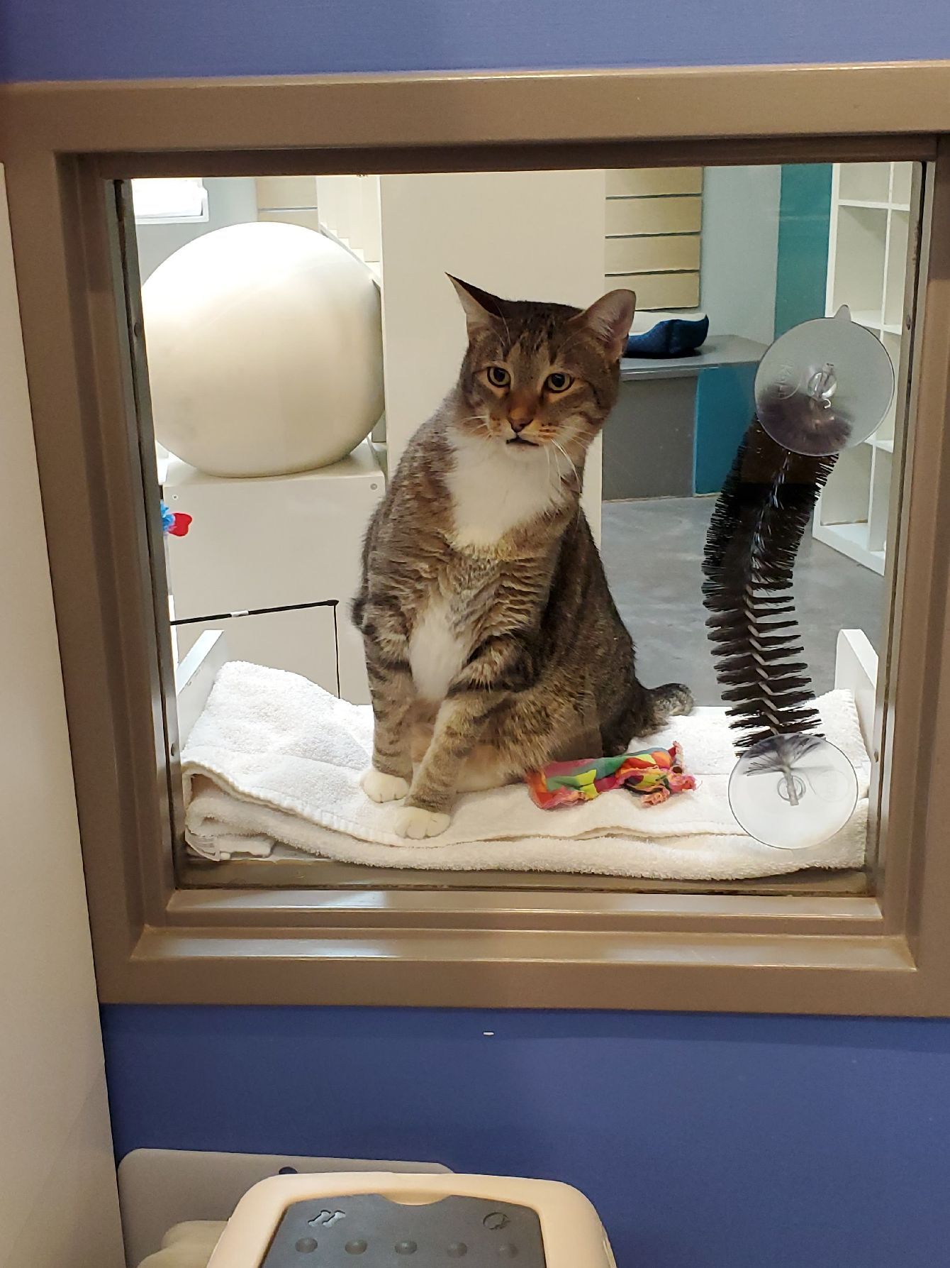 About the #FreeQuilty campaign on Bonfire 5