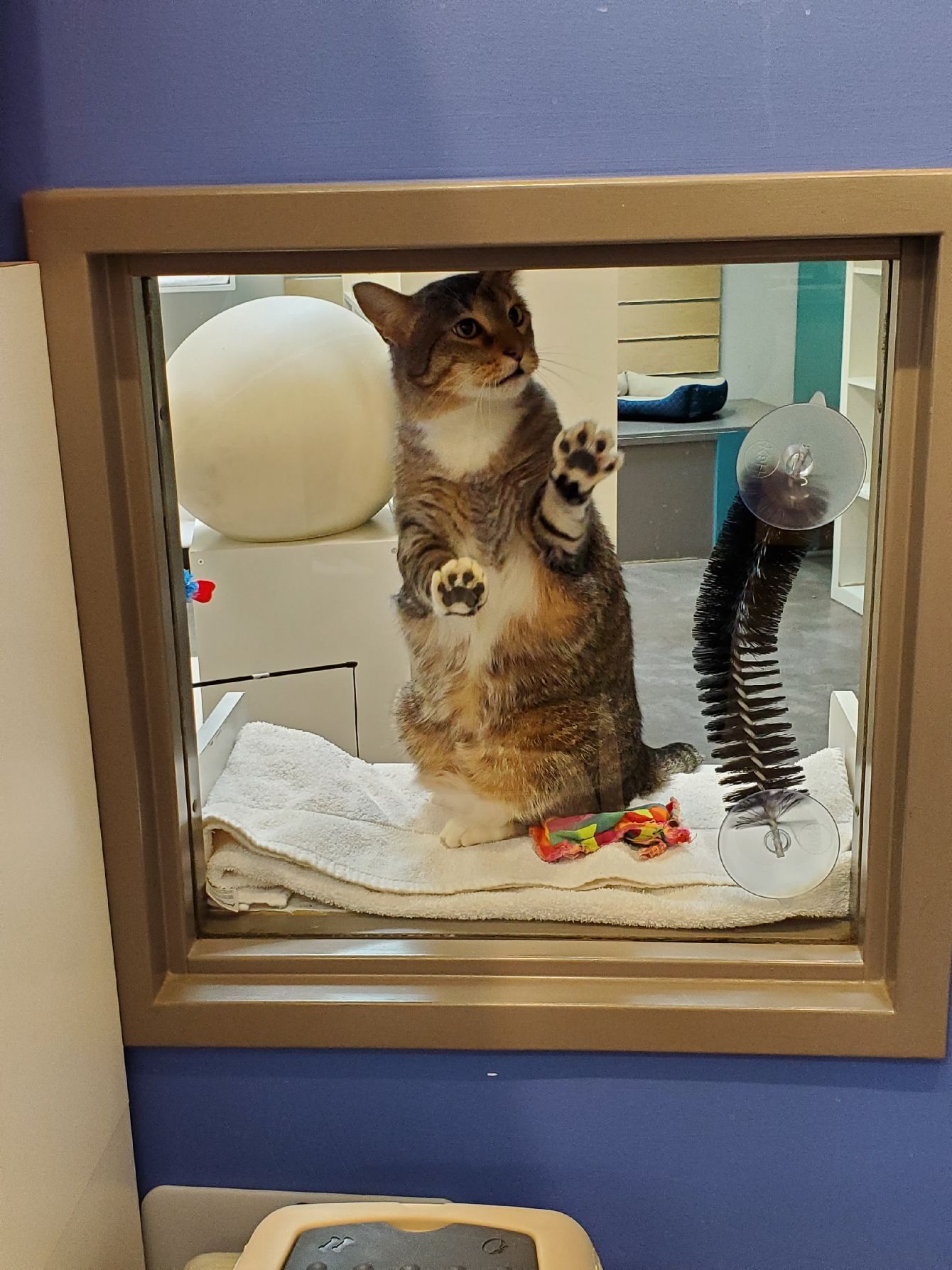 About the #FreeQuilty campaign on Bonfire 2