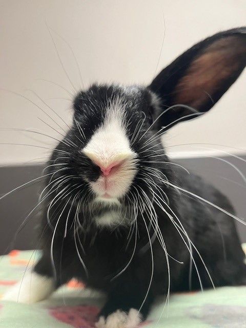 About the True Hearts for Healing Paws Logo Zip Hoodie campaign on Bonfire 2