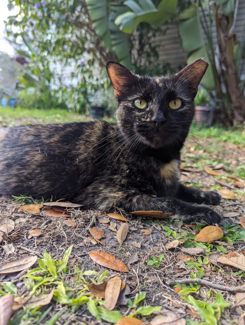 About the Street Cat Project Shirts campaign on Bonfire 2