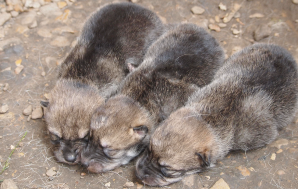 About the The Wild is Calling - Will You Answer? campaign on Bonfire 5