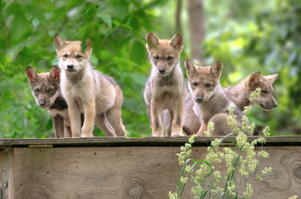 About the The Wild is Calling - Will You Answer? campaign on Bonfire 6