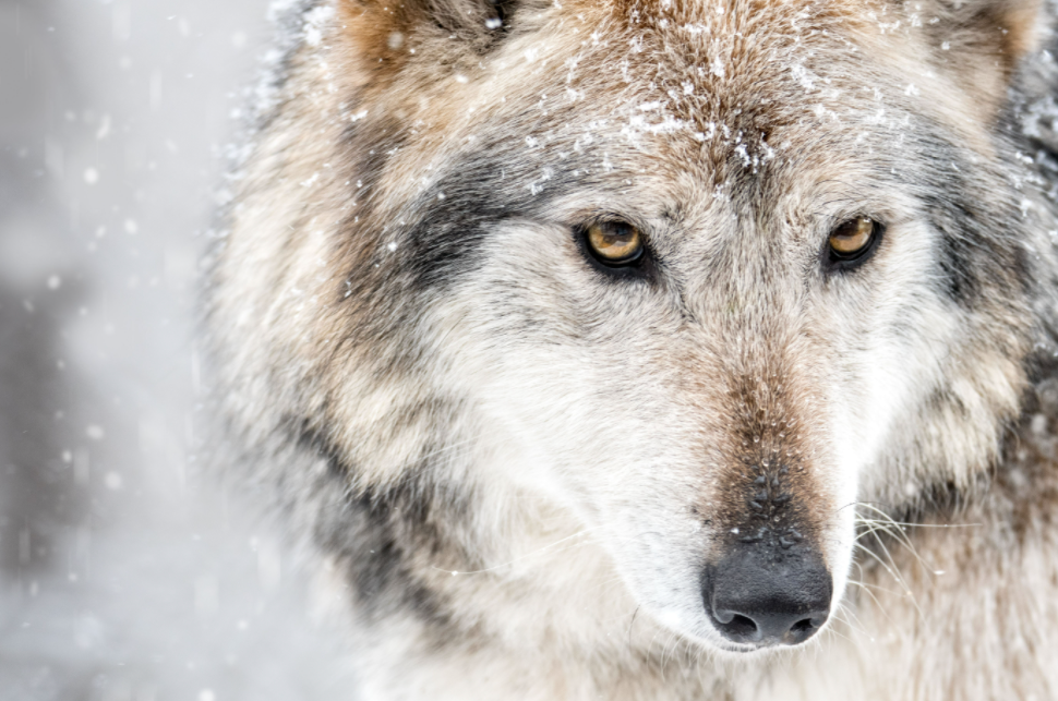 About the The Wild is Calling - Will You Answer? campaign on Bonfire 4