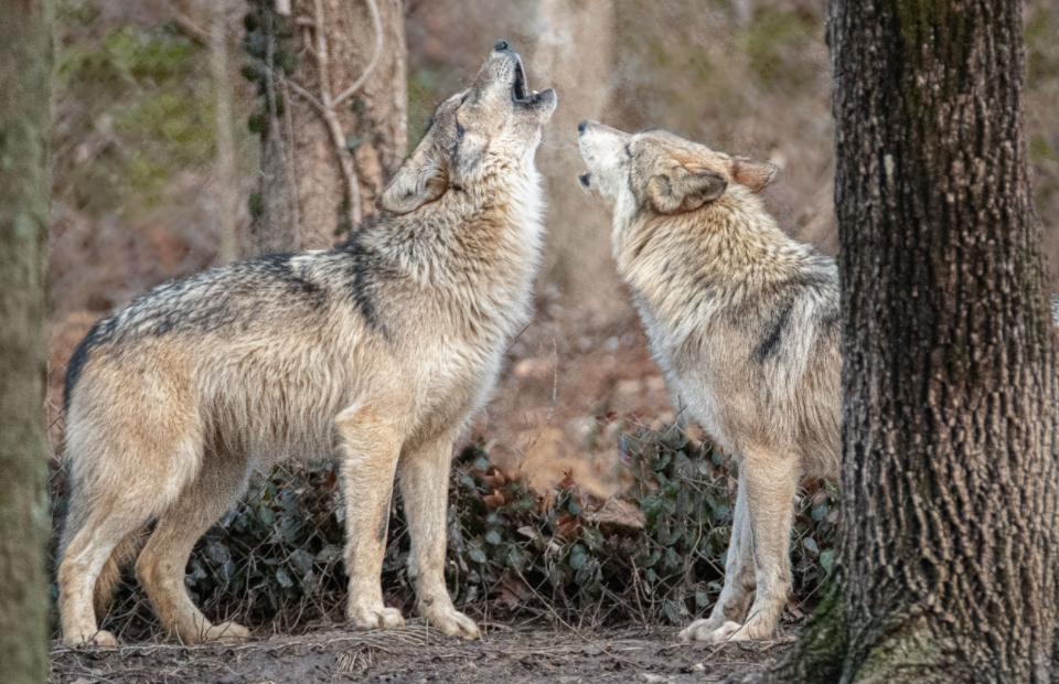 About the The Wild is Calling - Will You Answer? campaign on Bonfire 3