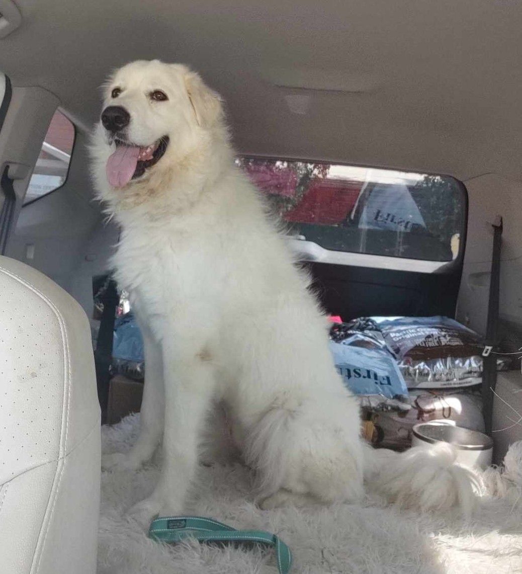 About the TGPR Come and Adopt It campaign on Bonfire 5