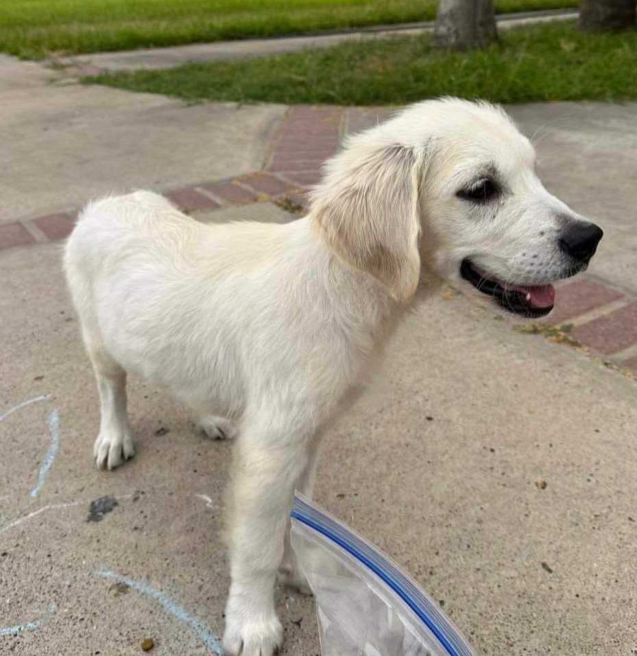 About the TGPR Come and Adopt It campaign on Bonfire 4