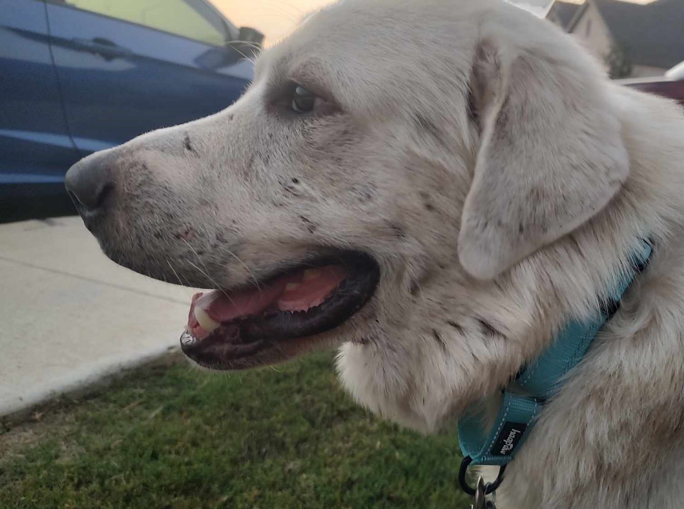 About the TGPR Come and Adopt It campaign on Bonfire 3