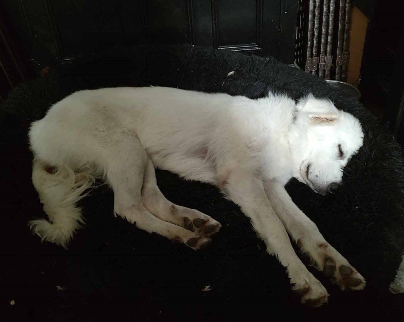 About the TGPR Come and Adopt It campaign on Bonfire 2