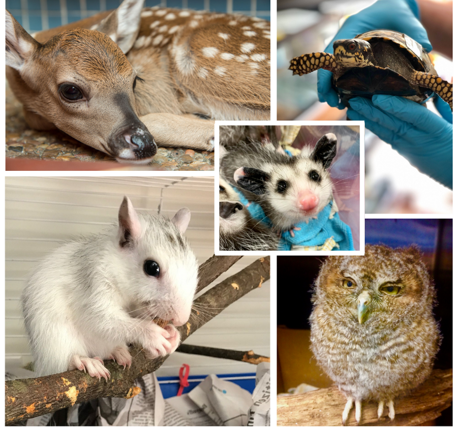 About the  campaign on Bonfire 2