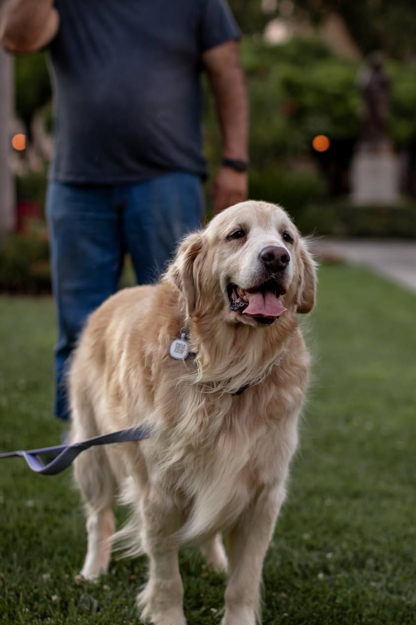 About the Fighting for Finley campaign on Bonfire 2