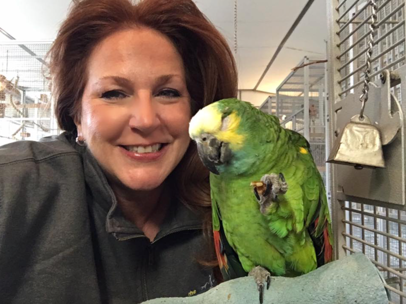 About the  campaign on Bonfire 2