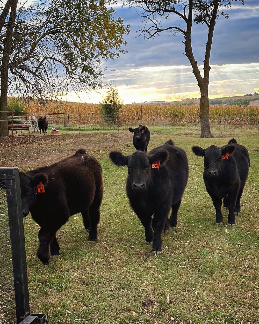 About the Lange Show Cattle campaign on Bonfire 2