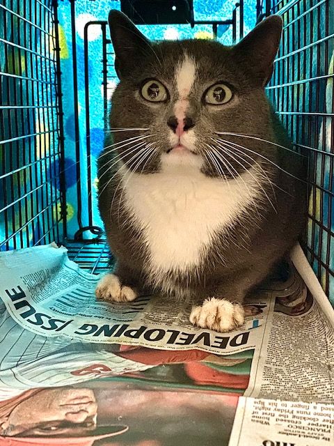 About the Feelin' Feral campaign on Bonfire 3