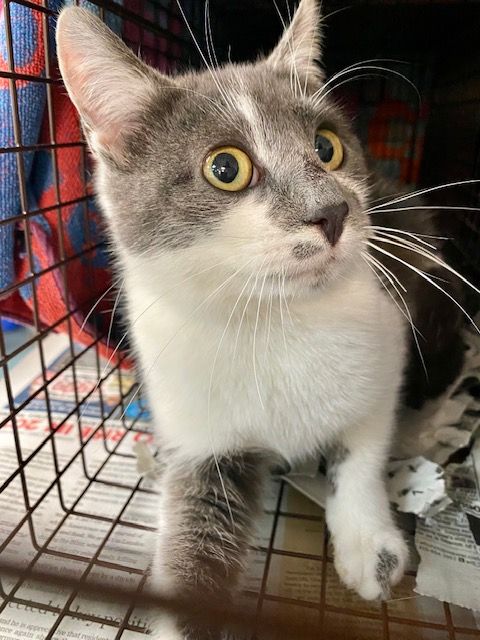 About the Feelin' Feral campaign on Bonfire 4