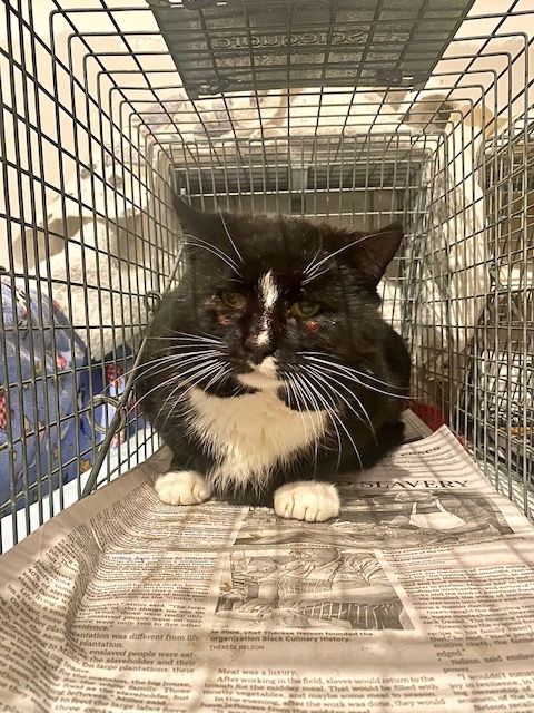 About the Feelin' Feral campaign on Bonfire 2