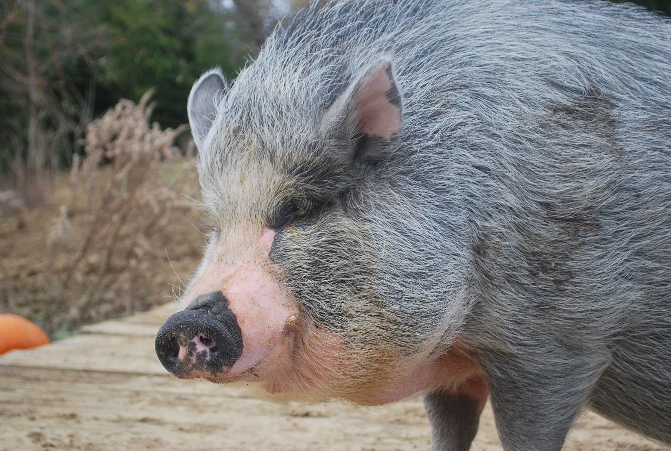 About the 2019 Pig Year campaign on Bonfire 2