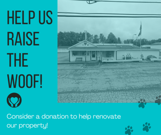 About the White Whiskers Senior Dog Sanctuary  campaign on Bonfire 3