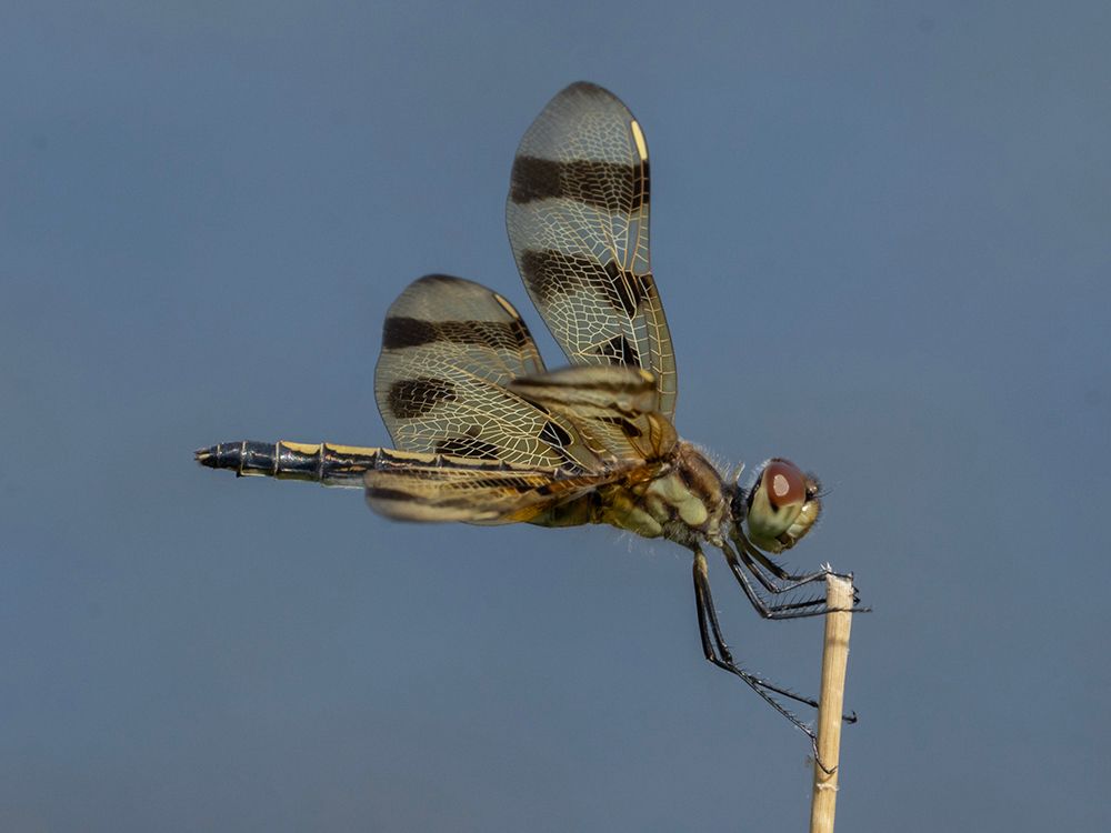 About the Wear your love of Dragonflies! campaign on Bonfire 2