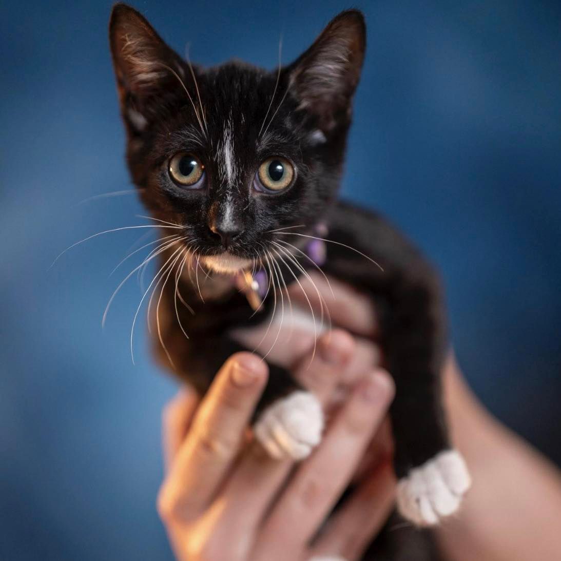 About the  campaign on Bonfire 2